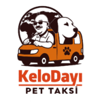Türkiye Pet Taksi – Evcil Dostlarınız İçin 81 İlde Güvenli Taşımacılık